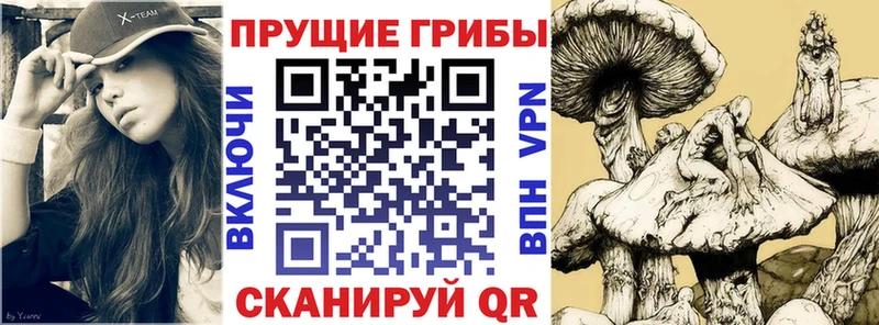Псилоцибиновые грибы Psilocybe Димитровград